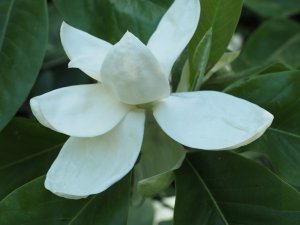 Magnolia x thompsoniana ‘Olmenhof’