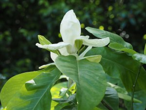 Magnolia x thompsoniana ‘Olmenhof’