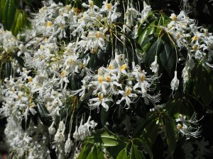 Rhododendron stamineum