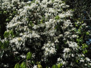 Rhododendron stamineum