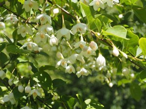 Styrax grandifolius from Roundabarrow