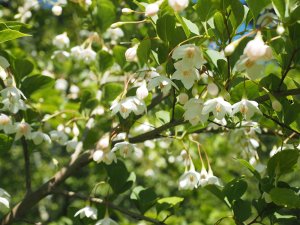 Styrax grandifolius from Roundabarrow