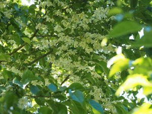 Styrax grandifolius from Roundabarrow