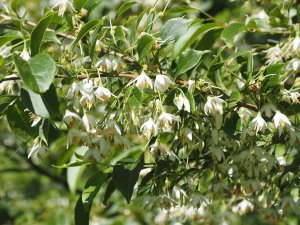 Styrax japonicus ‘Jippei-Kawakamii’