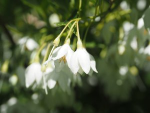 Styrax japonicus ‘Jippei-Kawakamii’