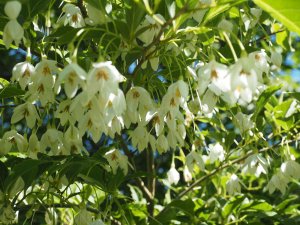 Styrax japonicus ‘Jippei-Kawakamii’