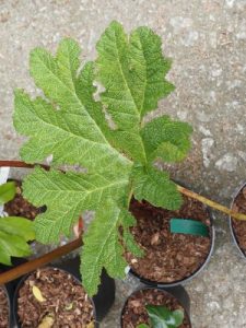 Gunnera talamancana