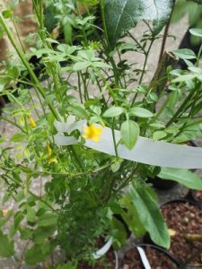 Jasminum bignoniaceum