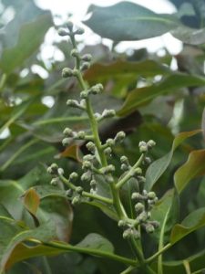 Diplopanax stachyanthus (WWJ 12110)
