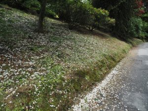 fallen flowers under Styrax japonicus ‘Emerald Pagoda’