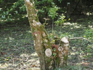 Another smashed Cornus kousa variety