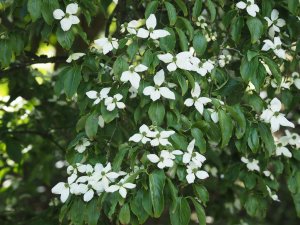 Cornus kousa ‘Windle Weeping’