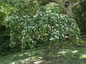 Cornus kousa ‘Windle Weeping’
