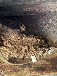 A swallow’s nest