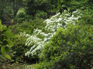 Cornus kousa