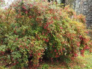 Fuchsia gracilis