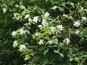 Philadelphus pekinensis