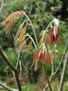 Reevesia pubescens