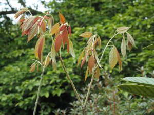 Reevesia pubescens