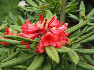 Rhododendron kyawii