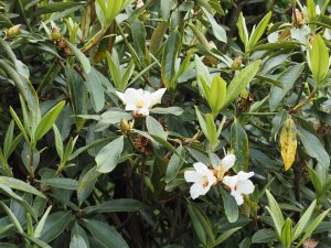 Rhododendron maddenii