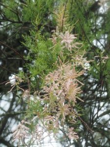 Tamarix tetrandra