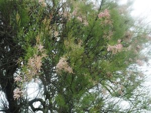 Tamarix tetrandra