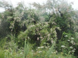 Tamarix tetrandra