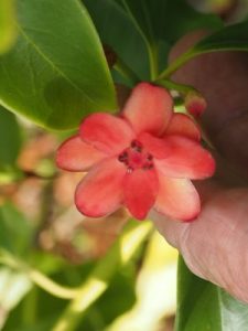 Illicium lanceolatum