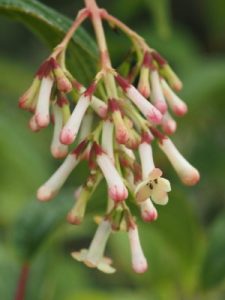 Viburnum erubescens