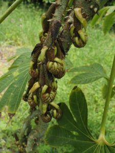 Brassaiopsis dumicola