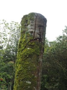 Acer saccharum