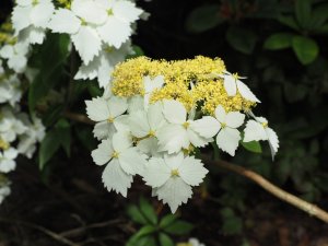 Hydrangea scandens subsp. chinensis f. angustipetala ‘Golden Crane’