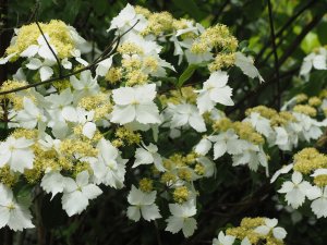 Hydrangea scandens subsp. chinensis f. angustipetala ‘Golden Crane’