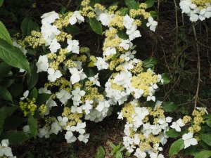 Hydrangea scandens subsp. chinensis f. angustipetala ‘Golden Crane’