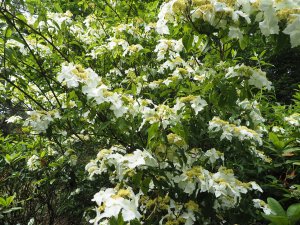 Hydrangea scandens subsp. chinensis f. angustipetala ‘Golden Crane’