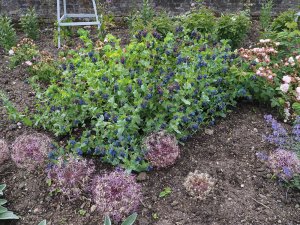 Cerinthe major var. purpurascens and Allium giganteum