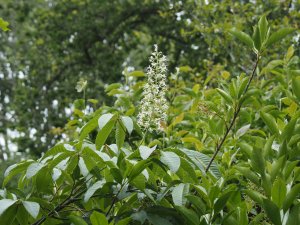 Aesculus wangii