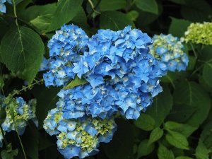 blue mophead hydrangea