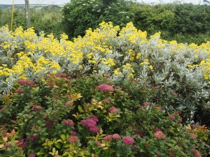 Brachyglottis ‘Sunshine’ alongside Spiraea japonica ‘Anthony Waterer’