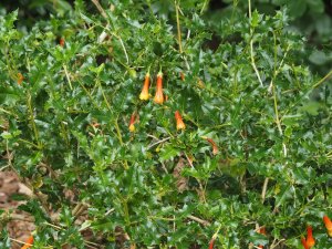 Desfontainia spinosa.