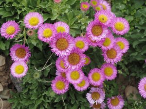 Erigeron glaucus ‘Sea Breeze’