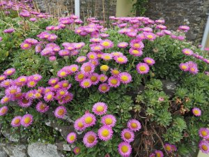 Erigeron glaucus ‘Sea Breeze’