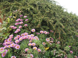Erigeron glaucus ‘Sea Breeze’ and Cotoneaster horizontalis