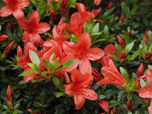 Azalea indica