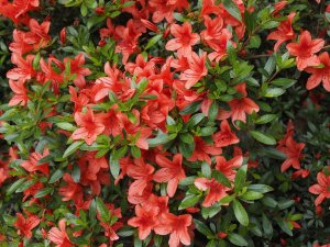 Azalea indica