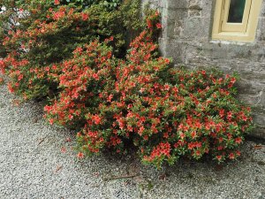 Azalea indica