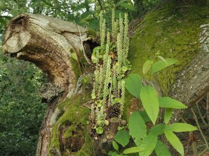 Liverwort