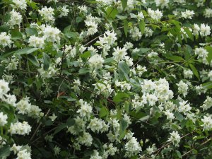 Philadelphus pekinensis
