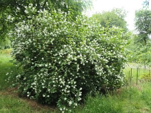 Philadelphus pekinensis